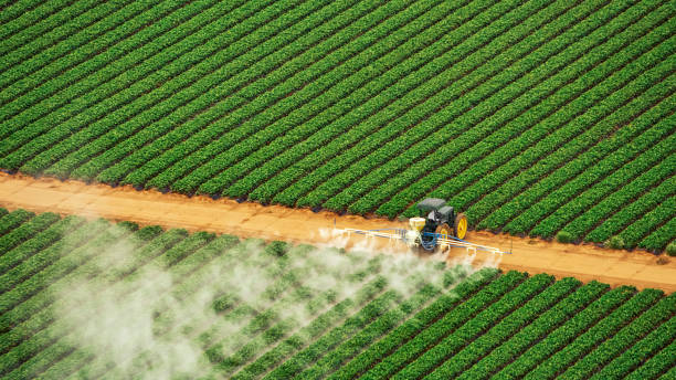 Professional Pest Control in Punta Gorda, FL
