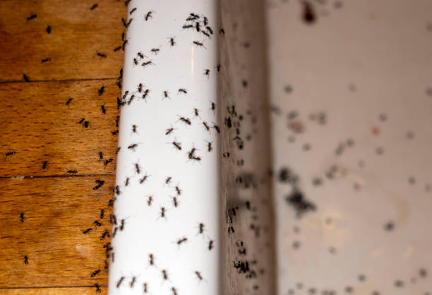 Best Pest Control Near Me  in Punta Gorda, FL